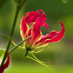 Gloriosa Lily